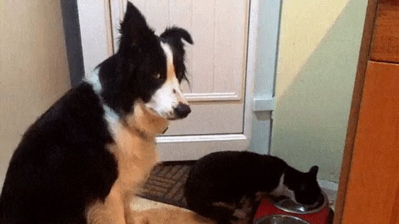 cat drinks from dog's water bowl