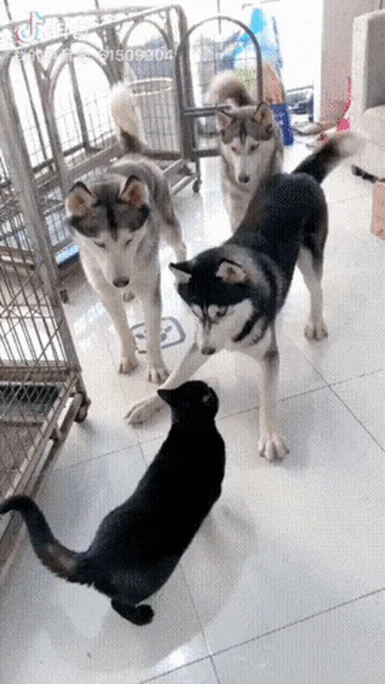 cat intimidates 3 husky dogs