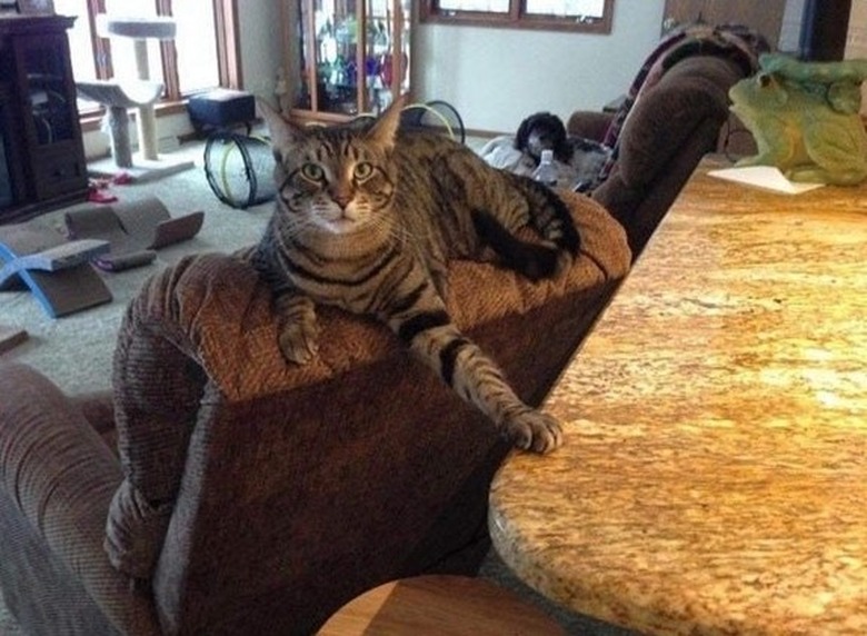 cat taunts owner by putting paw on countertop