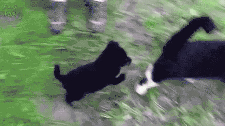 cat stiff arms puppy