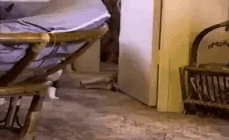 cat leads woman into room by biting her hair