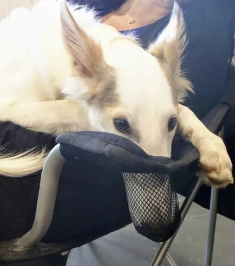 Dog with his snoot in a cup holder