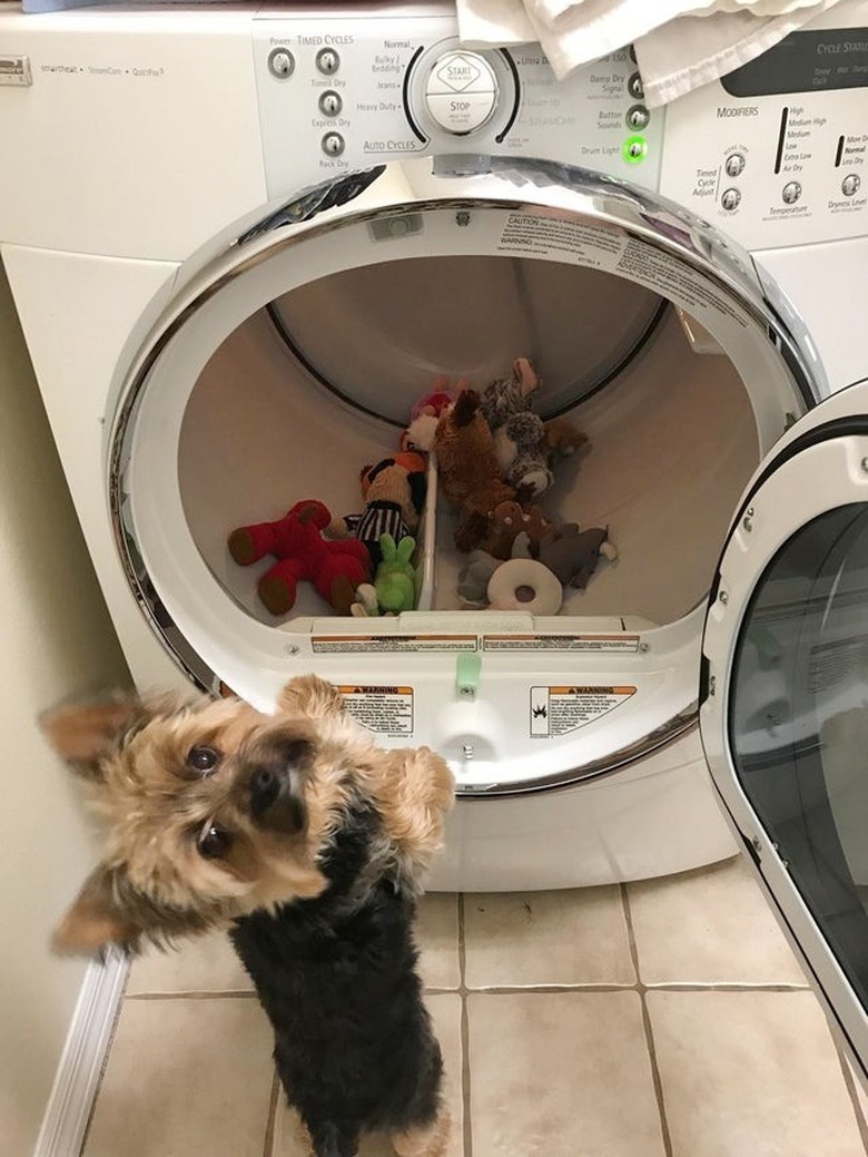 Yorkie looking at his toys in dryer looking very concerned