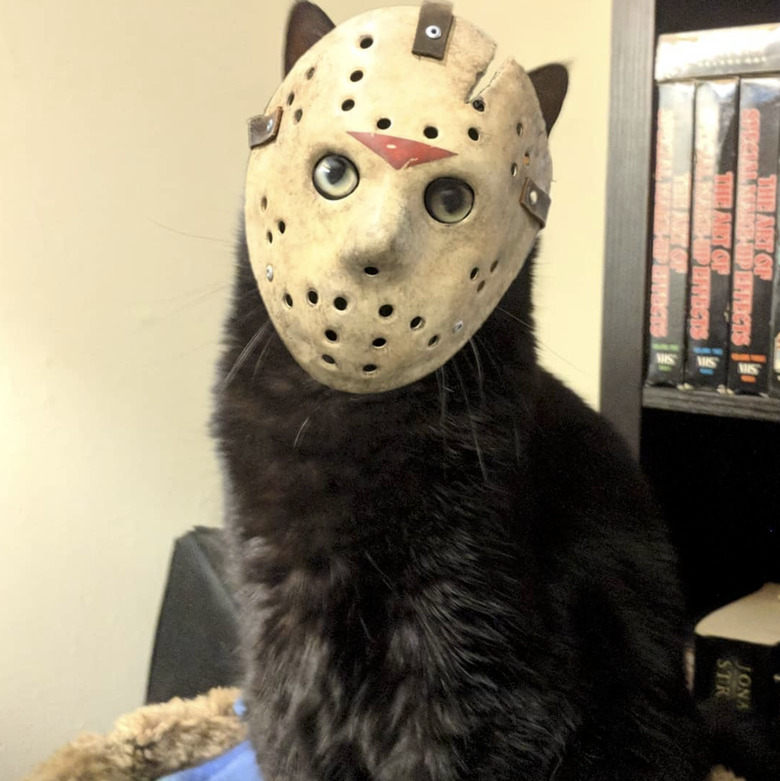 Cat in Jason mask