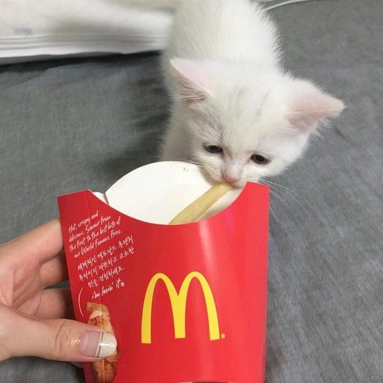 Kitten eating a french fry