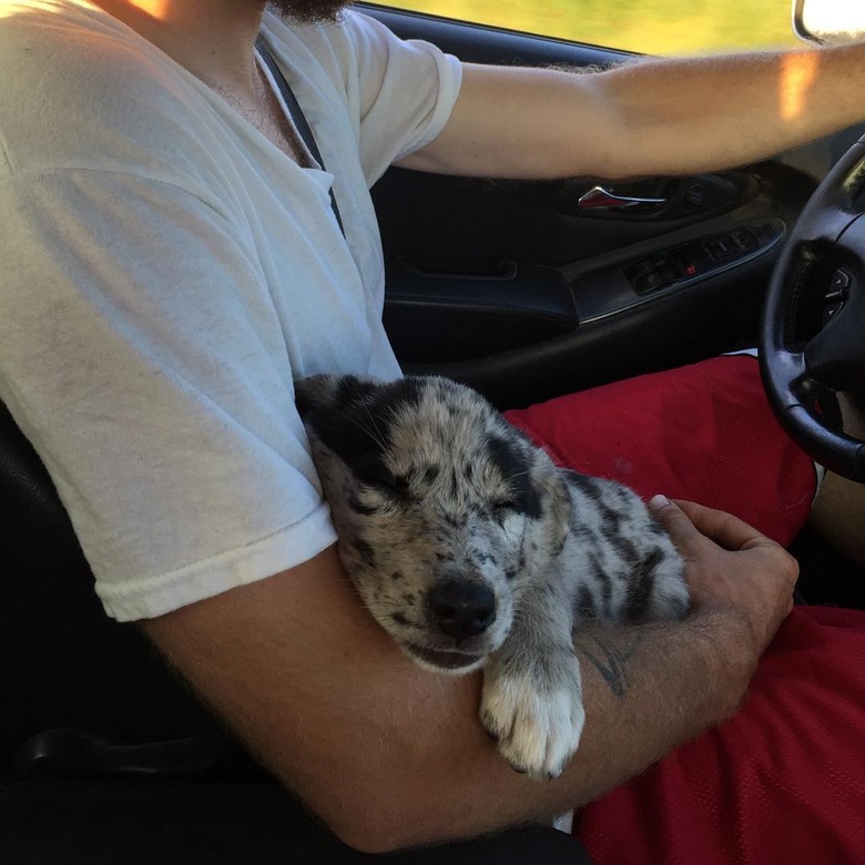 Puppy sleeping in lap of car driver