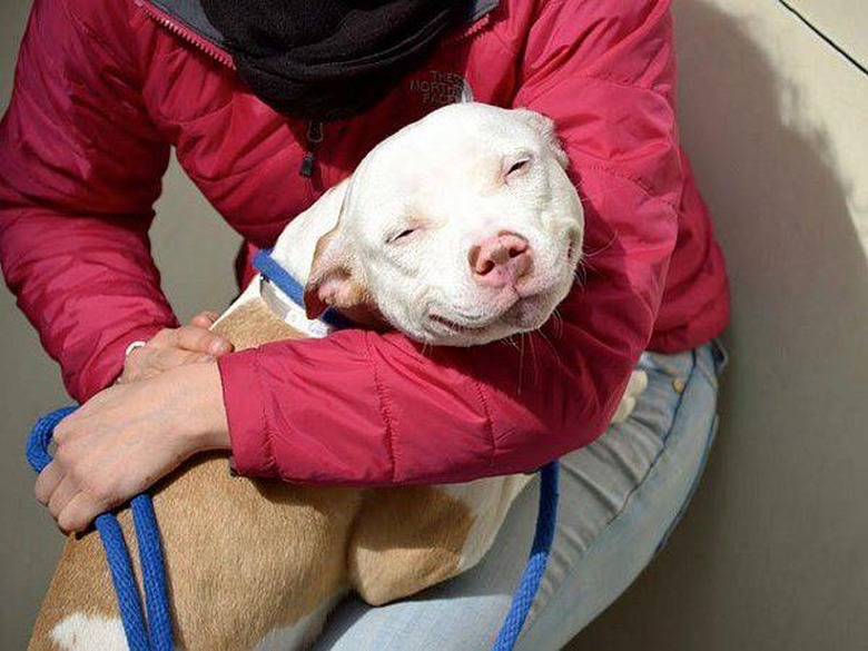 Smiling dog in lap of person