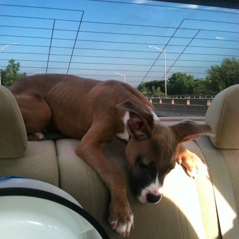 Puppy sleeping under car rear window.