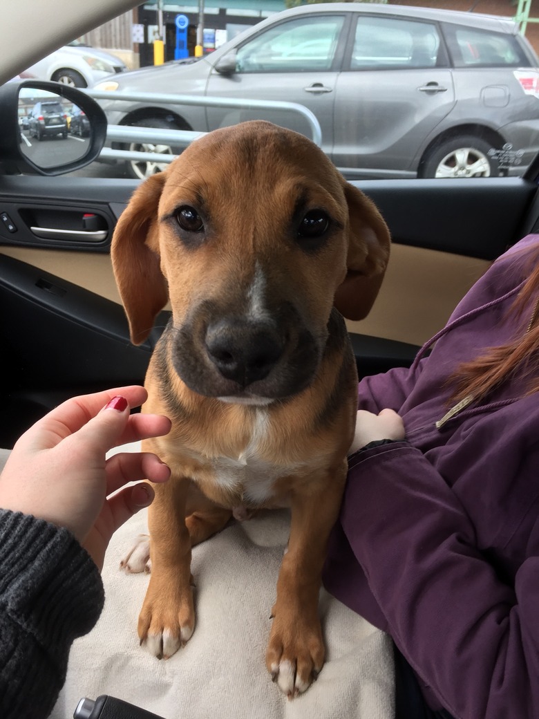 Puppy in lap of person in car's front passenger seat.