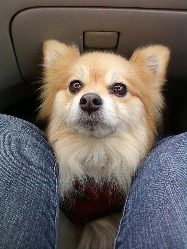 Dog sitting at feet of person in car's front passenger seat.