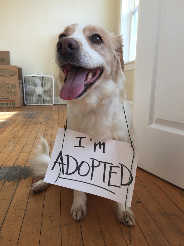 Dog wearing sign that says I'm Adopted