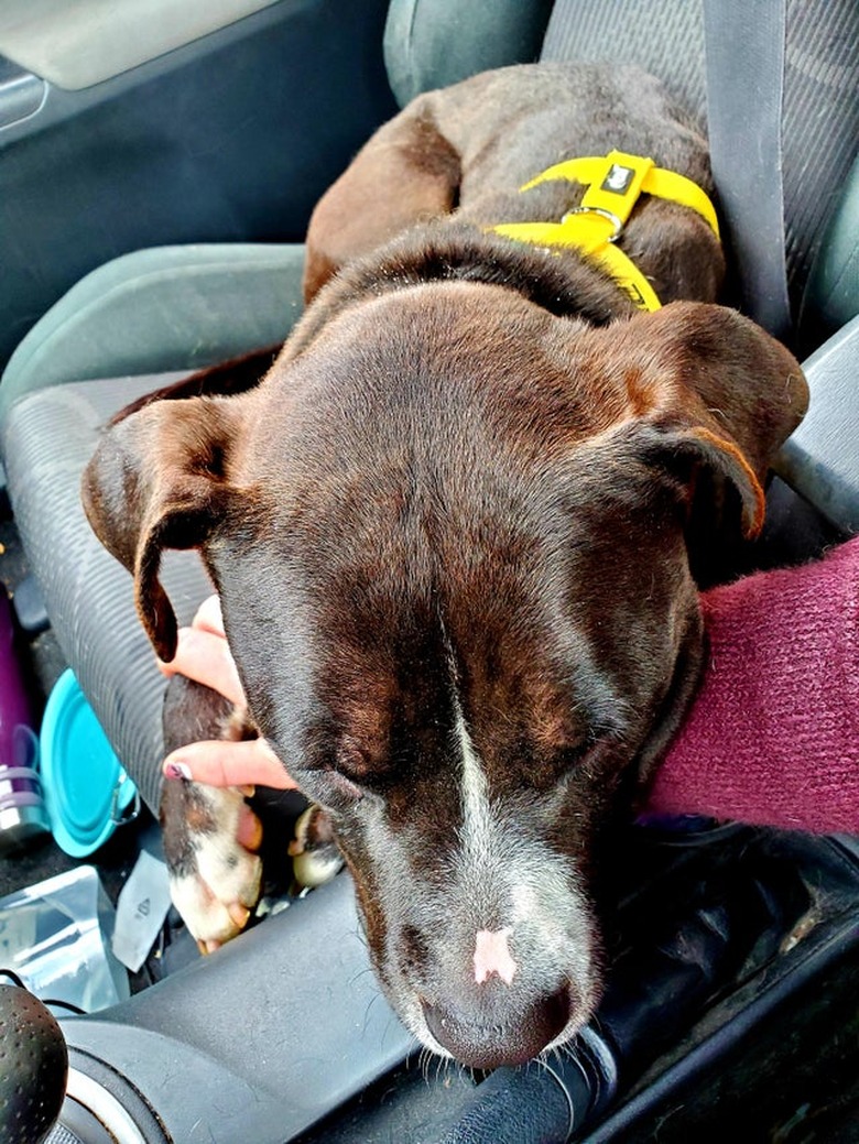 Dog sleeping on arm of person driving car.