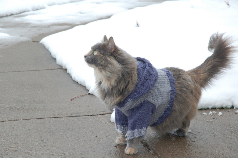 Cat wearing a sweater.