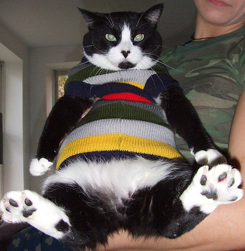 Cat wearing a sweater.