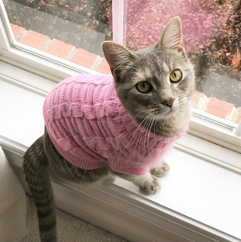 Cat wearing a sweater.