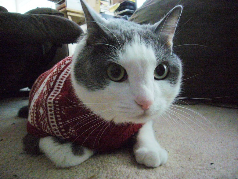 pumpalumpagain via Cat wearing a sweater.