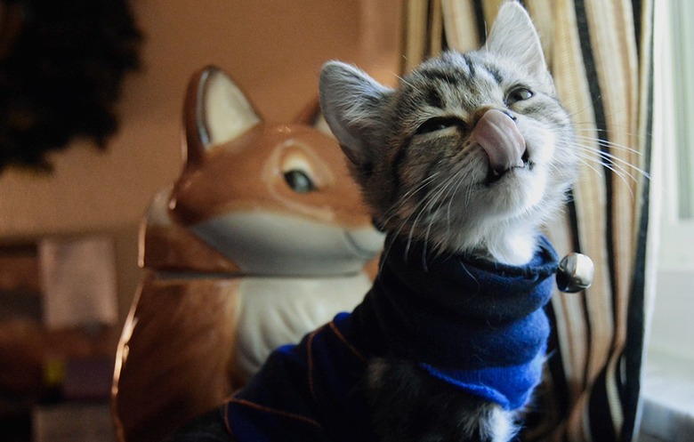 18 Adorable Cats In Sweaters Cuteness