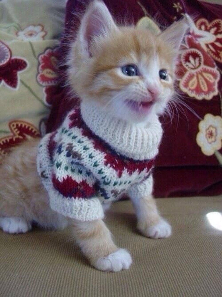 Cats with sweaters best sale