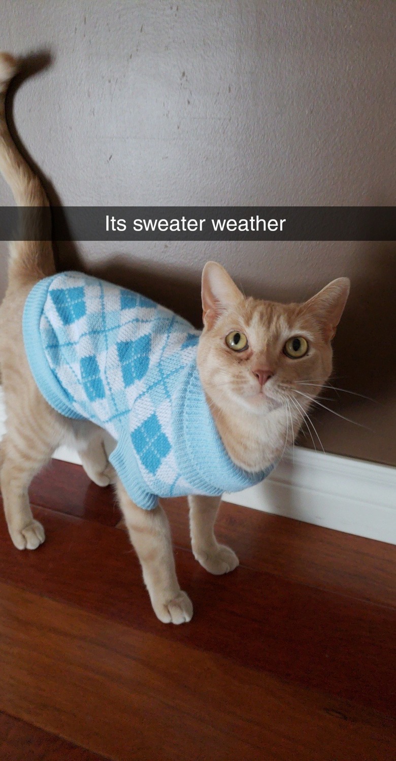 Cat wearing a sweater.