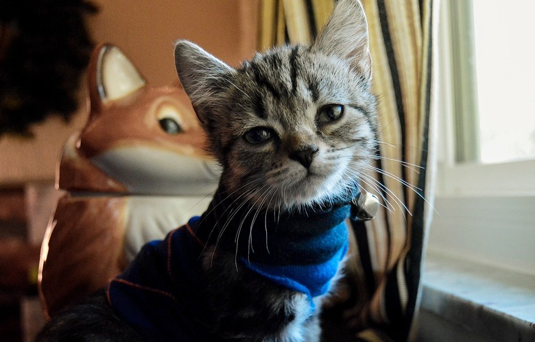 Kitten wearing a sweater.