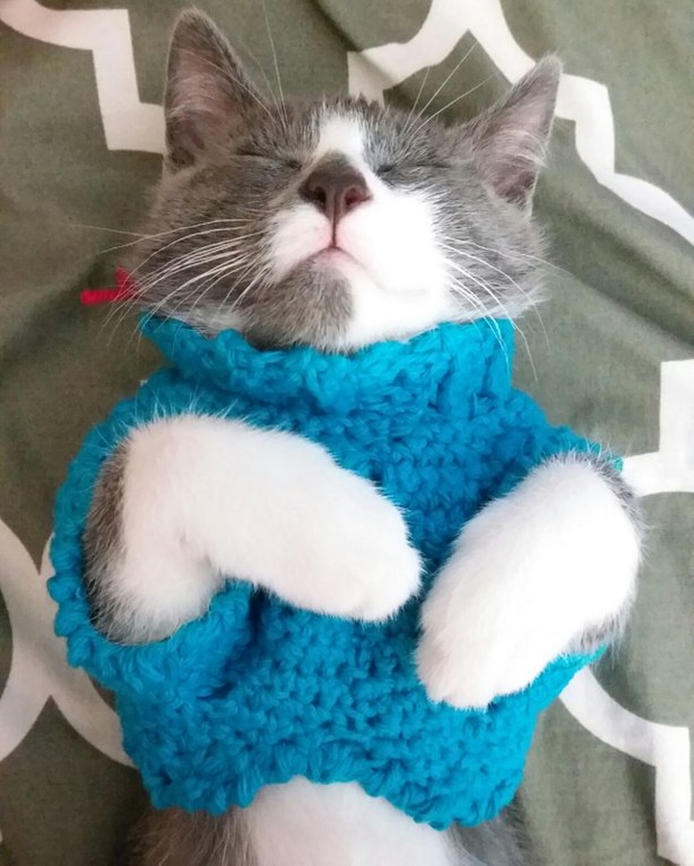 Kitten wearing a sweater.