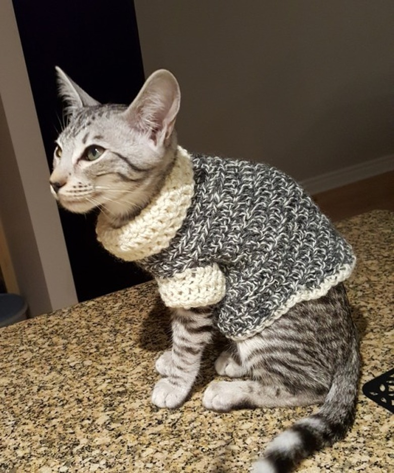 Cat wearing a sweater.