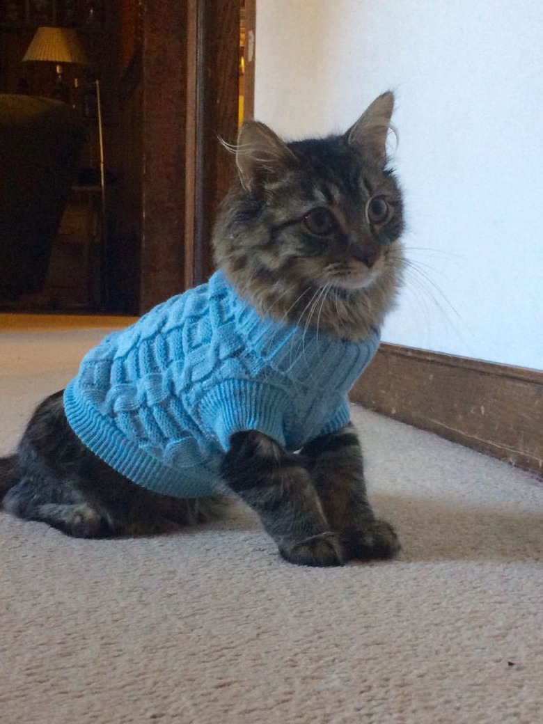 Kitten wearing a sweater.