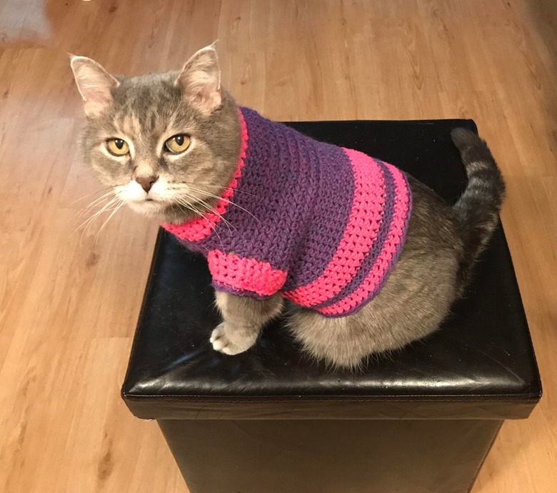 Cat wearing a sweater.