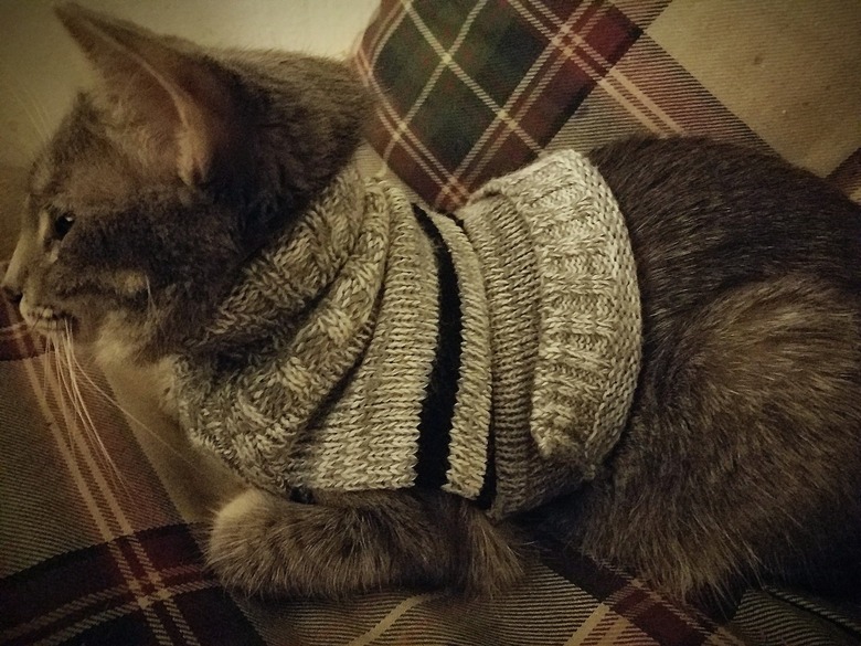 Cat wearing a sweater.