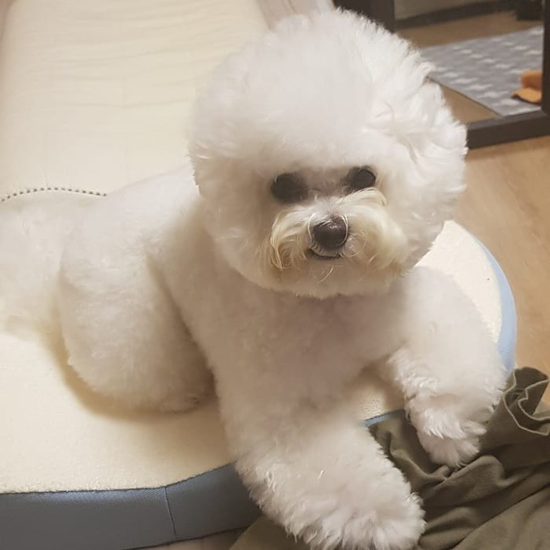 bichon frise resting