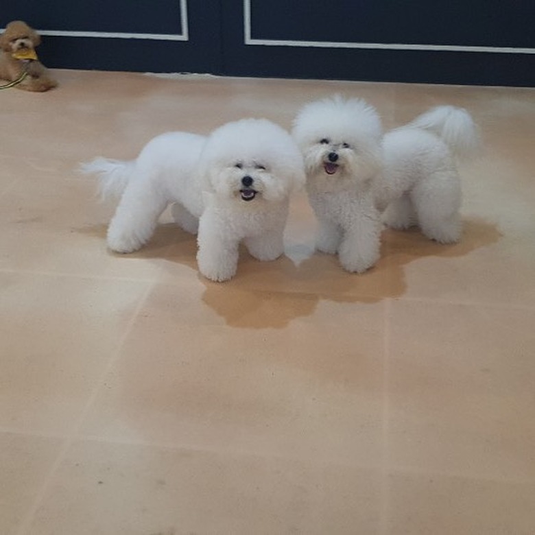 bichon frises together