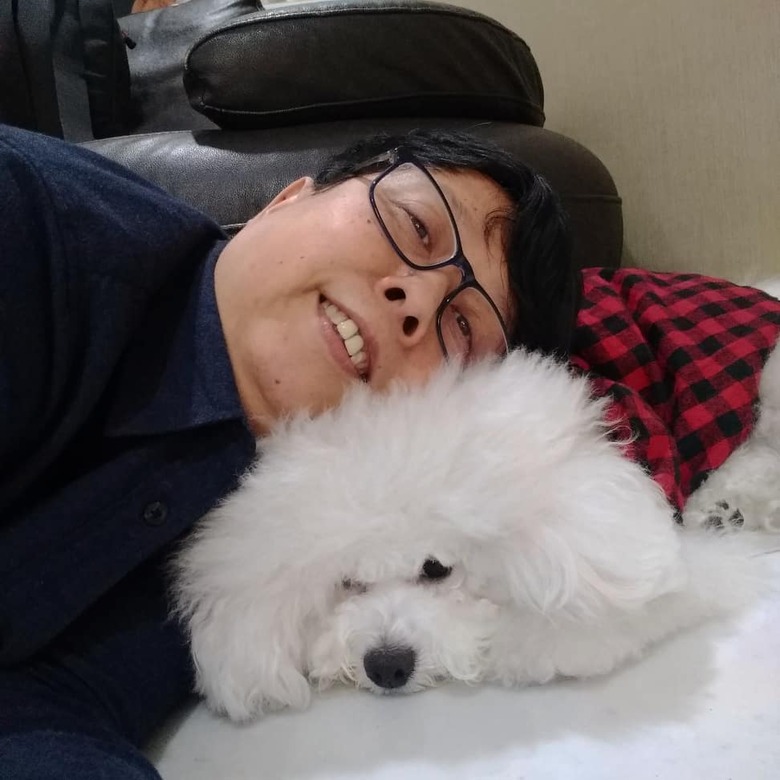 bichon frise as a pillow