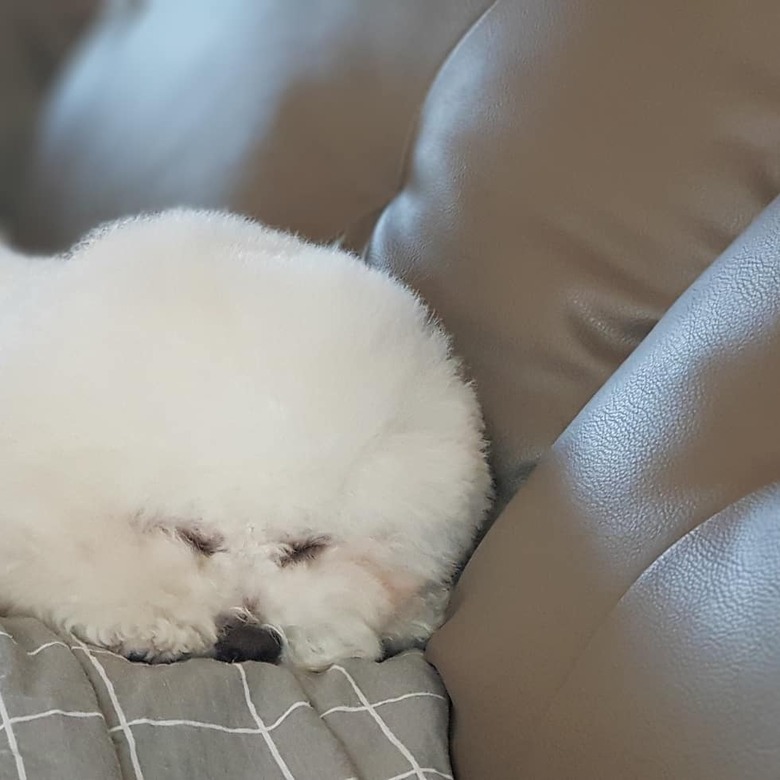 bichon frise sleeping