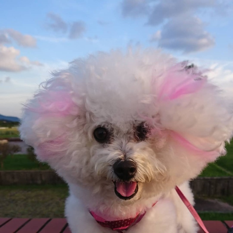 a bichon with pink highlights in its fur