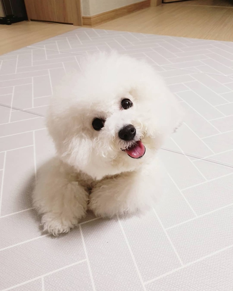 bichon frise looking playful