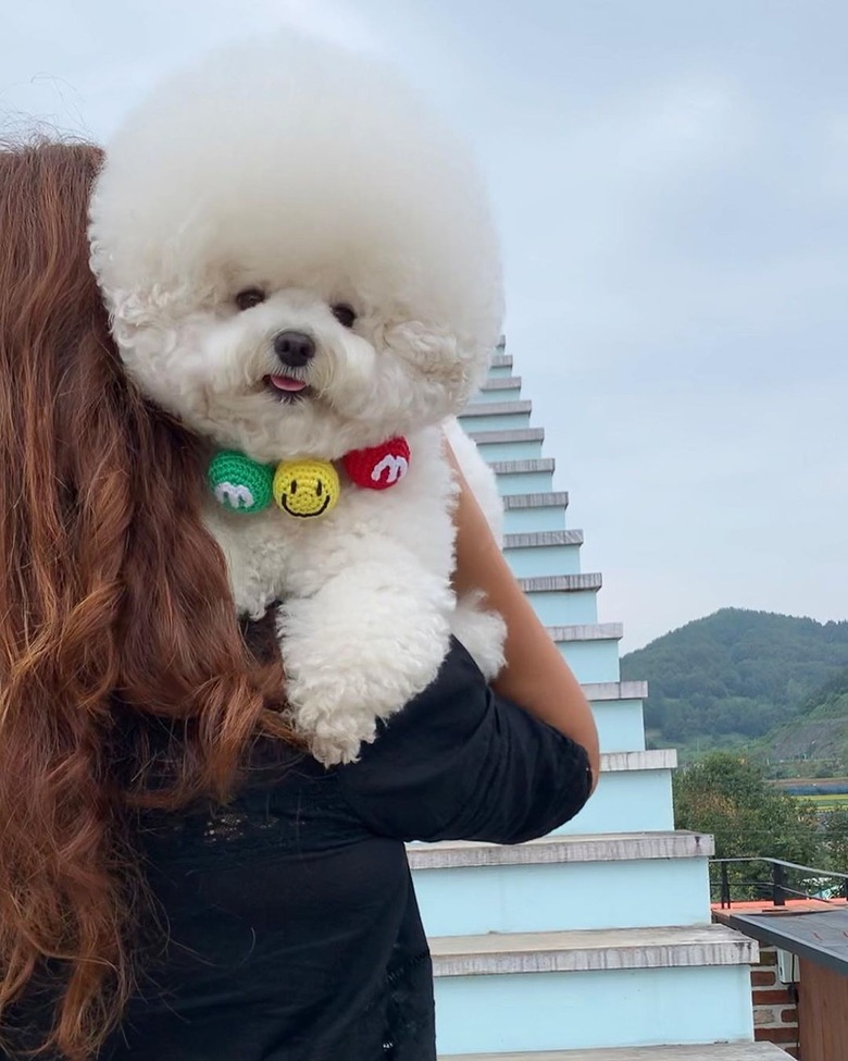 bichon frise being held