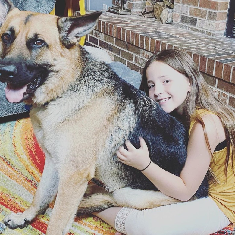 german shepherd sits on girl