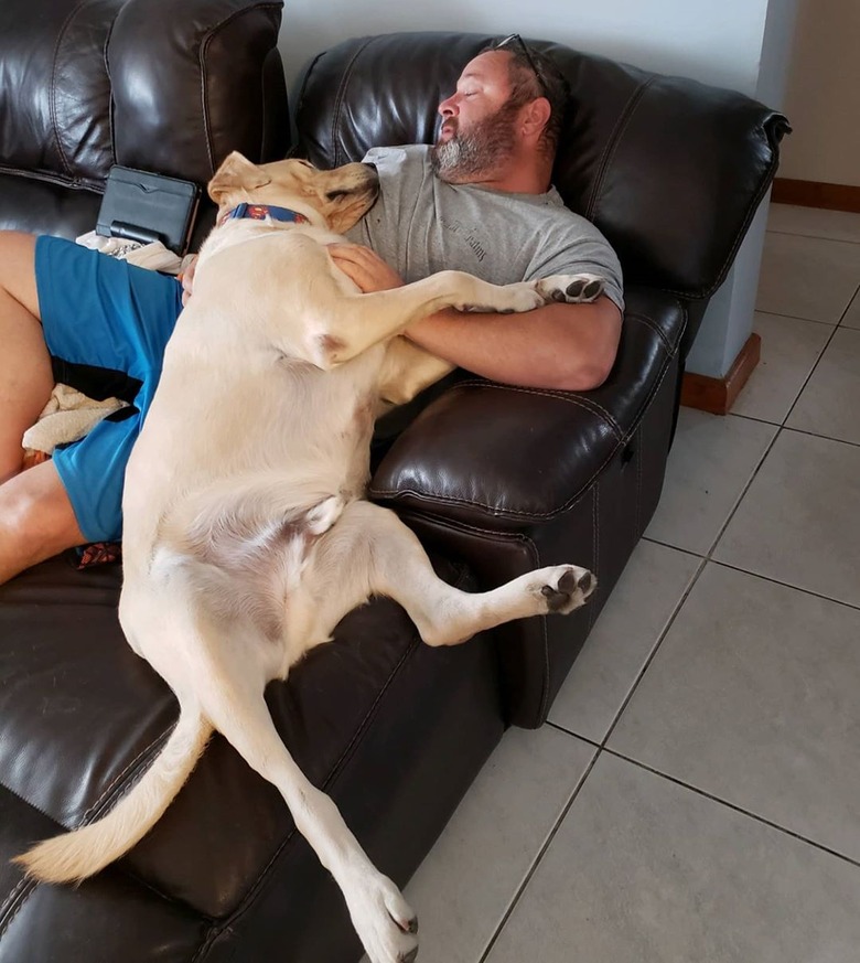 big dog sleeps on man's chest