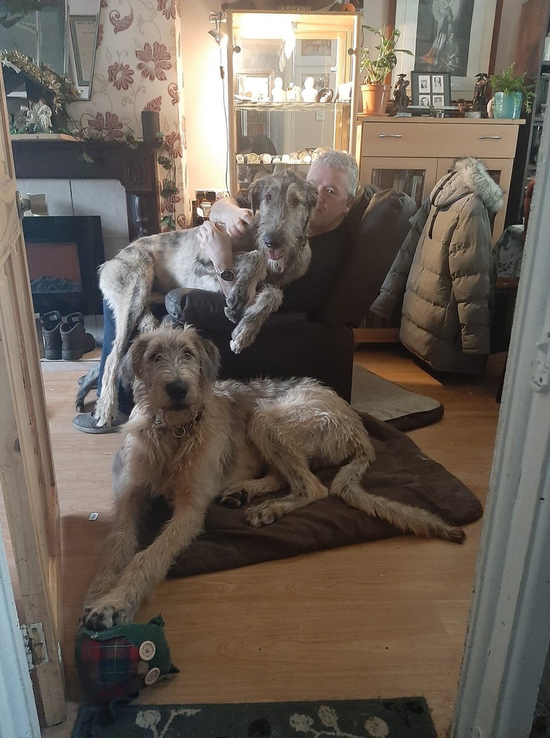 giant dogs cuddle with man in recliner