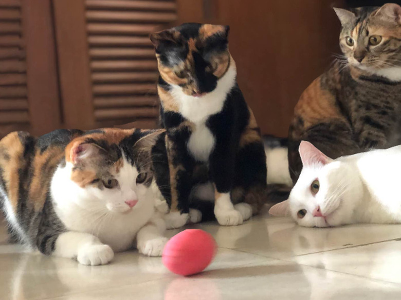 Four cats are captivated by a spinning egg.