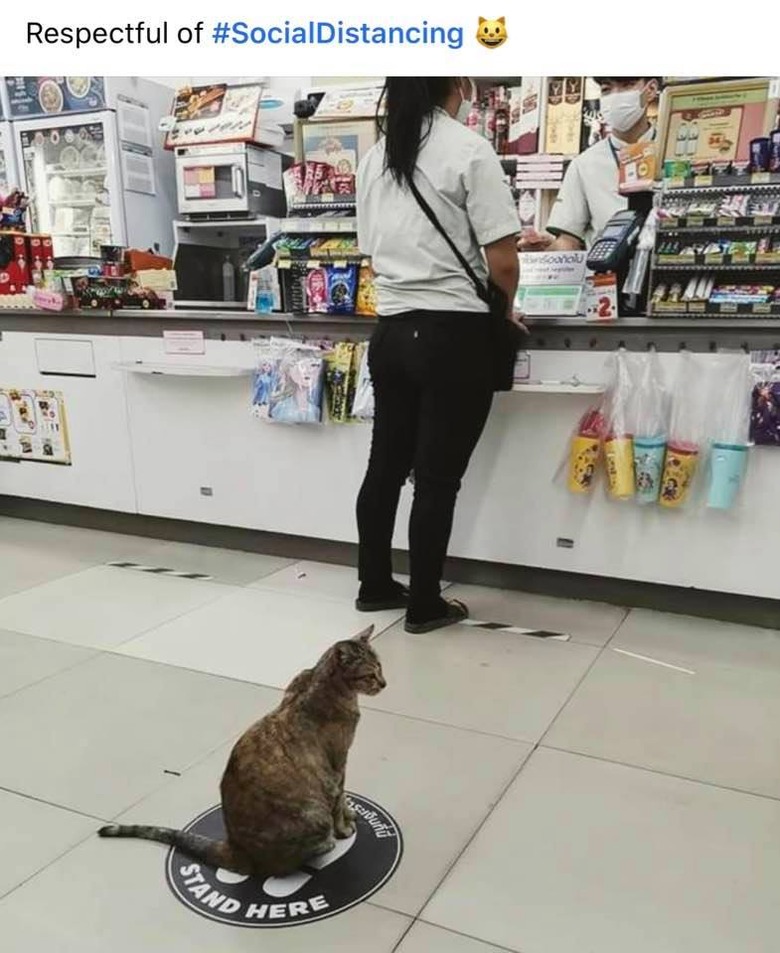 A cat practices social distancing at a store by sitting on a 