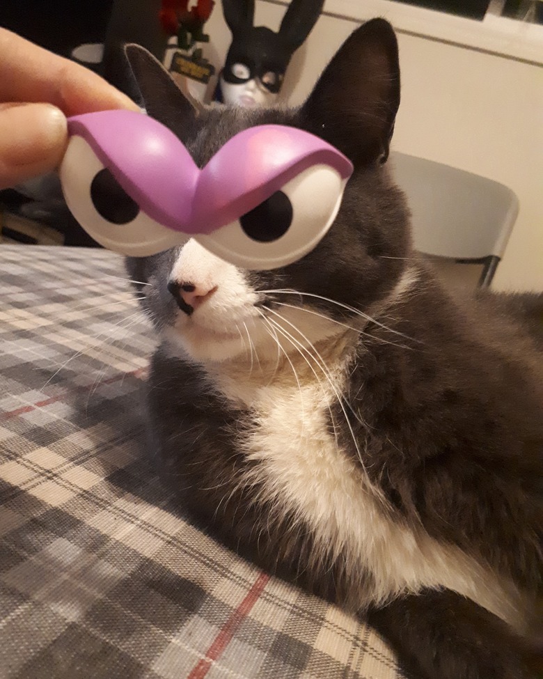 A human holds cartoon plastic eyes in front of a cat's face.