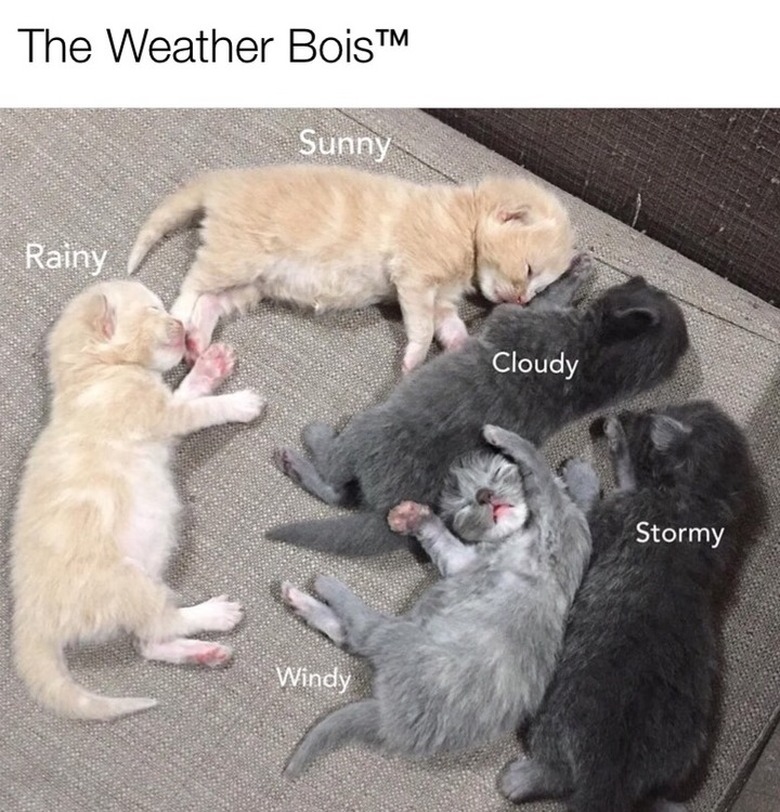 Five kittens are named after the weather. The text says, 