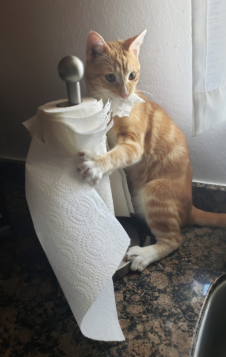 An orange cat wrestles with a paper towel roll.