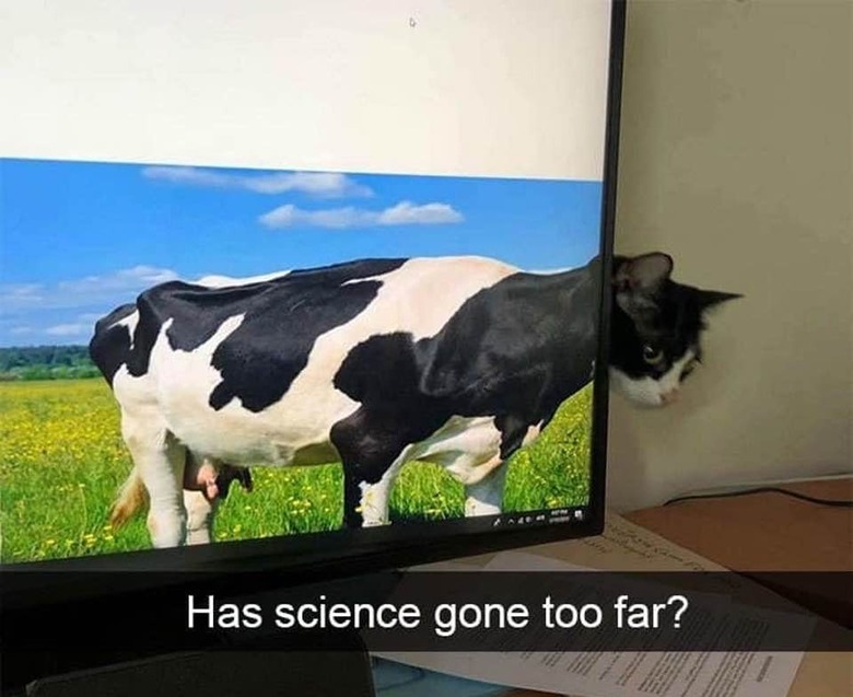 A cat peeks their head from around computer monitor, that is showing a cow. The caption says, 