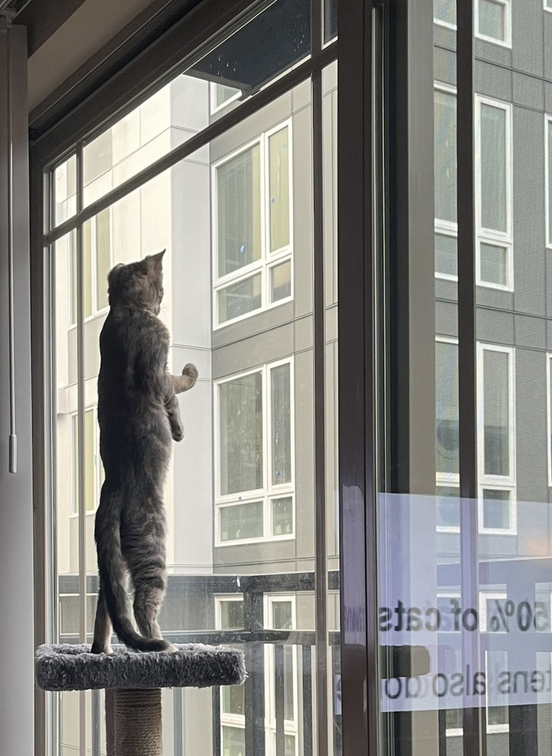 Cat standing on back legs looks out window with one front paw touching glass.