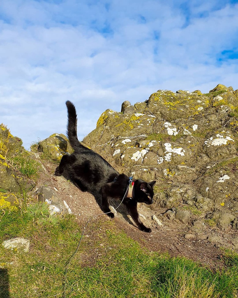 Cat prowling on a mountain