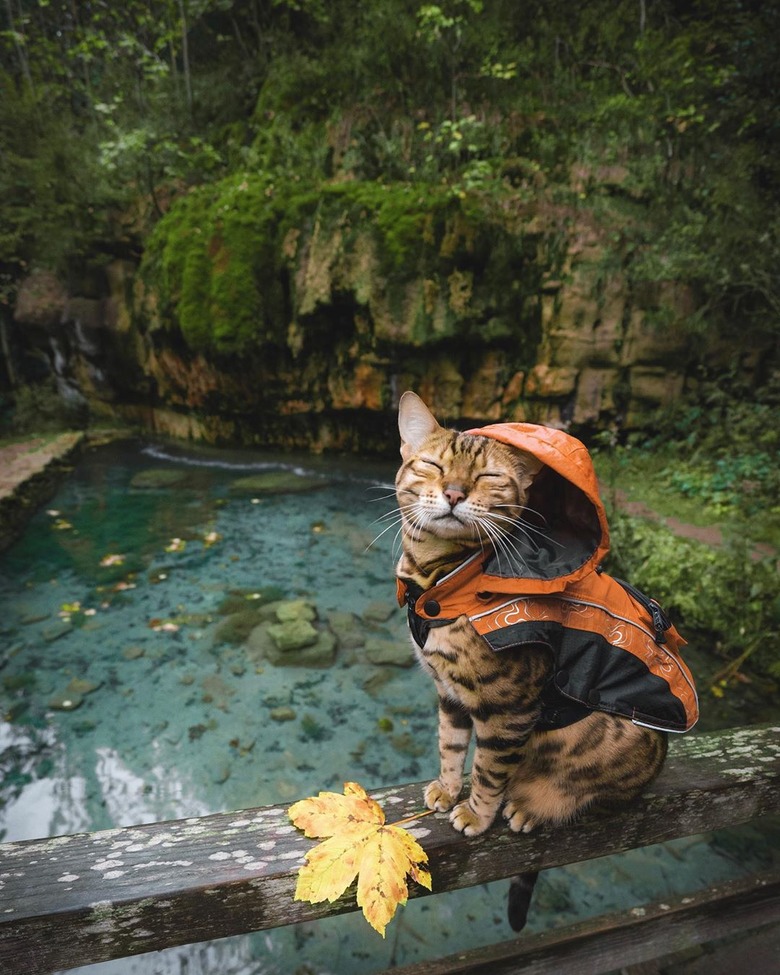 Cat in a raincoat