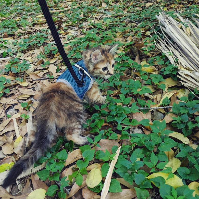 Kitten wearing a leash