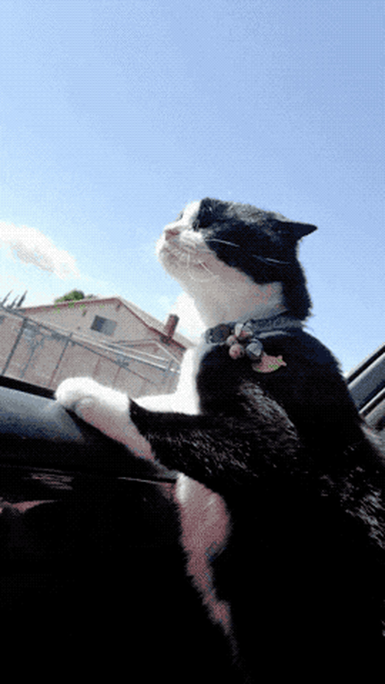 cat sticking head out of car window